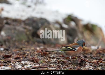 Nahaufnahme eines männlichen Gemeinen Schaffinch (Fringilla Coelebs) auf dem Boden, der mit der Kamera auf derselben Ebene nach Essen sucht, Foto von vasternorrland S. Stockfoto