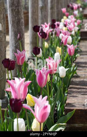 Wunderschöne Frühlingsvorstellung gemischter Tulpen im Küchengarten in Mottisfont Abbey Gardens, Hampshire UK im April Stockfoto