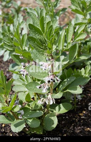 Dicke Bohnen, Favabohne oder Vicia faba im Blumengarten des Vereinigten Königreichs April Stockfoto