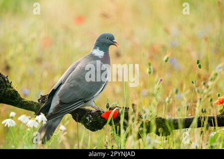 Taube (Columba palumbus) hoch oben in einem Feld von Windblumen. Stockfoto