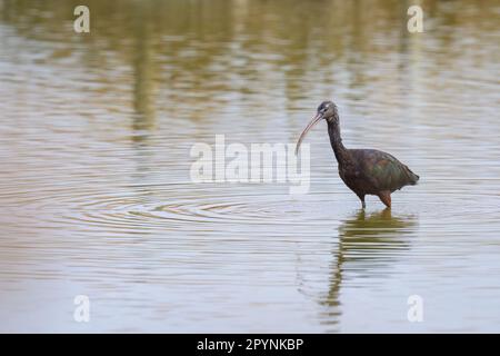 Ein glänzendes Ibis auf der Suche nach Essen im Wasser, sonniger Tag im Frühling in der Camargue (Provence, Frankreich) Stockfoto