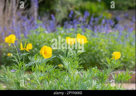 Die pulsierenden Blüten von mexikanischem Tulpenmohn, Hunnemannia fumariifolia, wachsen im Frühlingsgarten. Stockfoto