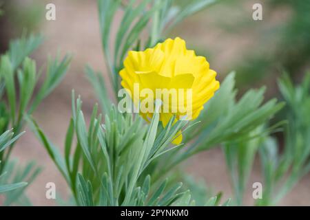 Der mexikanische Tulpenmohn ist eine zarte Blume mit Spitzblattwerk und zerbrechlichem Aussehen. Stockfoto