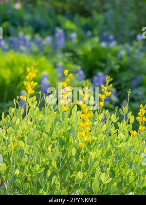 Wunderschöne Blüten aus gelbem wildem Indigo, Baptisia sphaerocarpa, und ihre leuchtend hellgrünen Blätter. Stockfoto