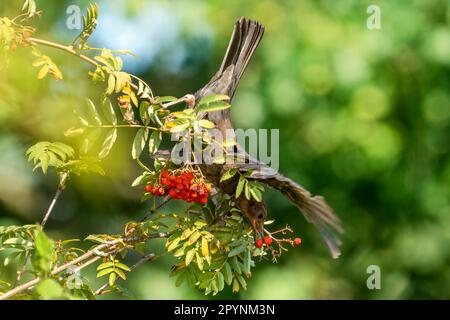 Weiblicher Amboss (Turdus merula), der Sorbinapfel isst Stockfoto