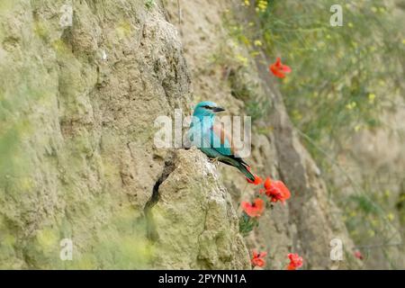 Europäische Walze (Coracias garrulus) auf einer Klippe Stockfoto