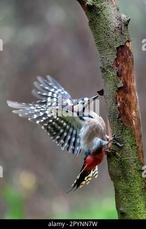 Männlicher großer Specht (Dendrocopos Major), der seine Flügel ausbreitet Stockfoto