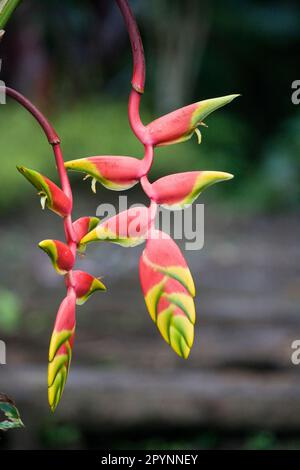 Heliconia sp. Blüht in einem Regenwald in der Nähe des Flusses Pastasa im Südosten Ecuadors Südamerika Stockfoto