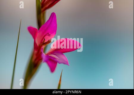 Details der rosa Blüten von wilden Gladiolus oder Lilien (Gladiolus italicus) auf dem Feld Stockfoto