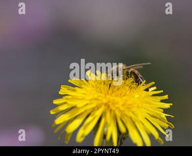 Makro einer Honigbiene auf einem Blumenkopf Stockfoto