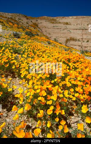 Kalifornischer Mohn (Eschscholzia californica), Tumey Hills Erholungsgebiet, Kalifornien Stockfoto