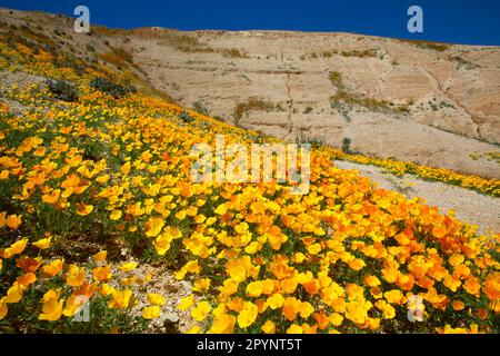 Kalifornischer Mohn (Eschscholzia californica), Tumey Hills Erholungsgebiet, Kalifornien Stockfoto