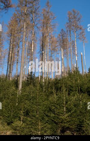 Katastrophaler Wald im deutschen Rothaargebirge bei der deutschen Stadt Bad Berleburg Stockfoto
