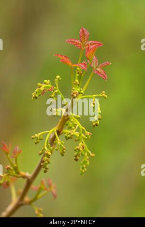 Poison Oak (Toxicodendron Diversilobum), William Finley National Wildlife Refuge, Oregon Stockfoto