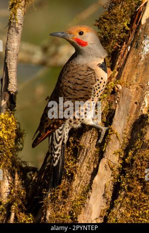 Northern Flicker (Colaptes auratus), Aumsville Ponds County Park, Marion County, Oregon Stockfoto