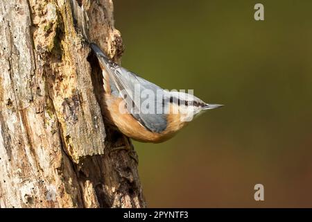 An einem Baum hängende eurasische Nacktschnecke (Sitta europaea) Stockfoto