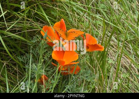 Schmetterling auf einem orangefarbenen kalifornischen Mohn, der im Frühling auf einer Wiese blühte Stockfoto