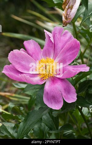 Wunderschöne fliederfarbene Abebenblüte im Frühling Stockfoto