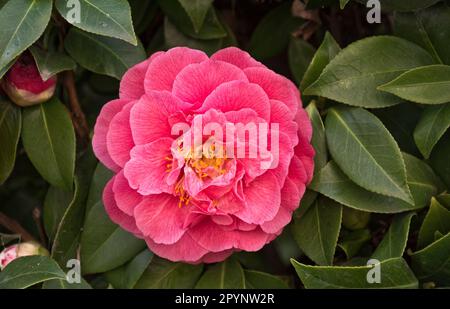 Im Frühling blühen wunderschöne und elegante rosafarbene Kamillenblumen Stockfoto