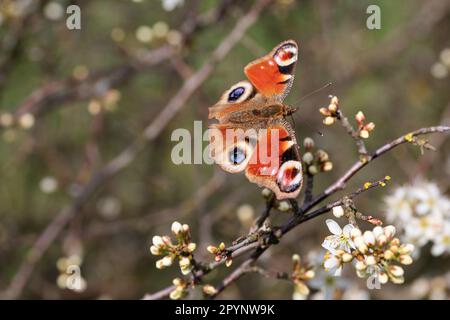 Nahaufnahme eines Pfau-Schmetterlings auf Kirschblumen. Stockfoto