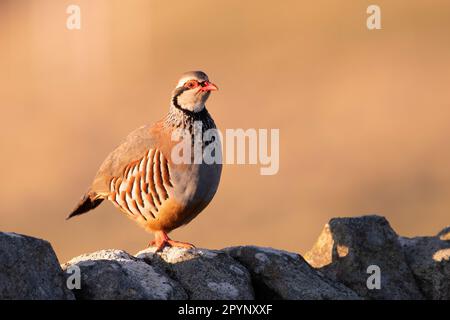 Rotbein-Rebhuhn (Alectoris rufa) saß auf einer Wand in der Sonne, Peak District, EnglandRotbein-Rebhuhn (Alectoris rufa) Stockfoto