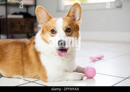 Porträt eines Welsh Pembroke Corgi Hundes, der in die Kamera schaut und mit einem pinkfarbenen Spielzeugball spielt. Stockfoto