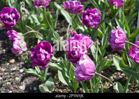 Lila Frühlingsblumen von doppelter Spättuppe, Tulipa Blue Diamond im britischen Garten April Stockfoto