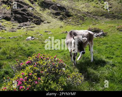 Eine grüne Wiese in der Wildnis, voller Wachstum und Blumen, auf der Kühe friedlich Grasen; Alm mit Kühen Stockfoto