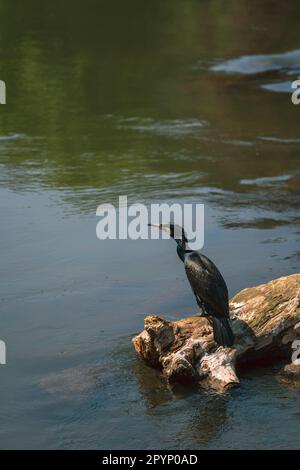 Großer Kormoran (Phalacrocorax carbo), der auf einem Baumstamm über dem Wasser steht, an der nahe in Bad Kreuznach Stockfoto