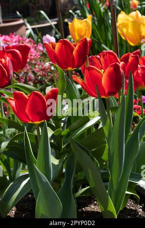 Tulip Devenish Stockfoto