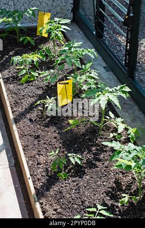 Junge Tomatenpflanzen aus Moneymaker. Stockfoto