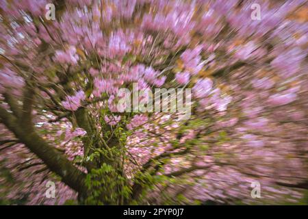 Der Cherry Walk im Saltwell Park in Gateshead, England Stockfoto