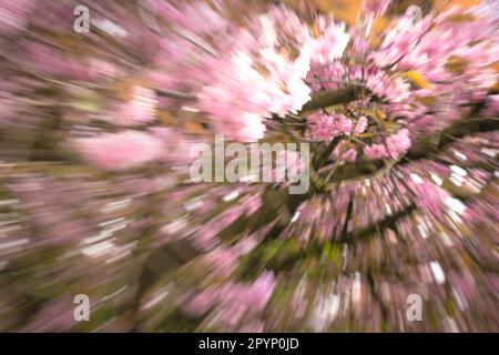 Der Cherry Walk im Saltwell Park in Gateshead, England Stockfoto