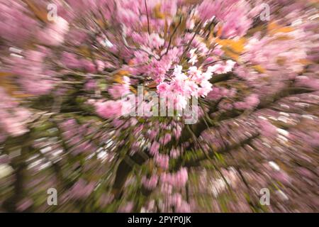 Der Cherry Walk im Saltwell Park in Gateshead, England Stockfoto