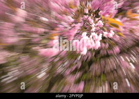 Der Cherry Walk im Saltwell Park in Gateshead, England Stockfoto