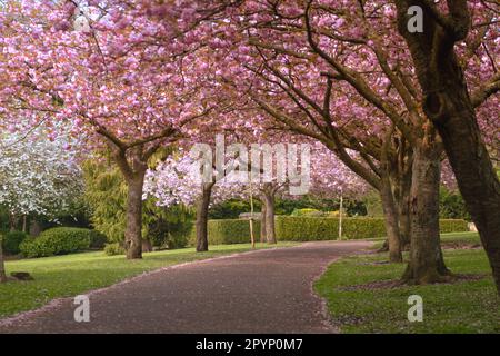 Der Cherry Walk im Saltwell Park in Gateshead, England Stockfoto