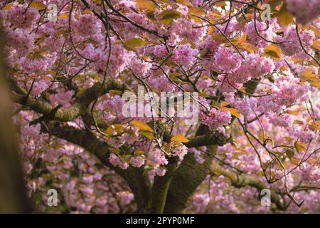 Der Cherry Walk im Saltwell Park in Gateshead, England Stockfoto