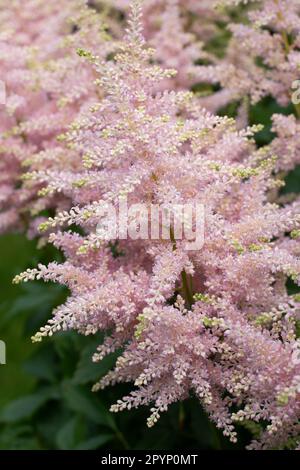 Die weiche Astilbe blüht im Tupfenschatten Stockfoto