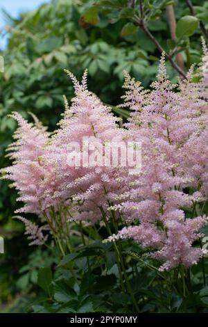 Die weiche Astilbe blüht im Tupfenschatten Stockfoto