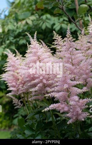 Die weiche Astilbe blüht im Tupfenschatten Stockfoto