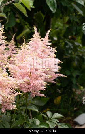 Die weiche Astilbe blüht im Tupfenschatten Stockfoto