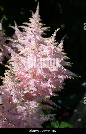 Die weiche Astilbe blüht im Tupfenschatten Stockfoto