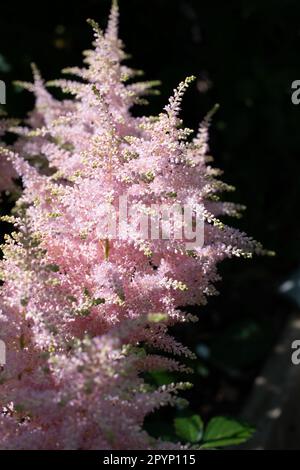 Die weiche Astilbe blüht im Tupfenschatten Stockfoto