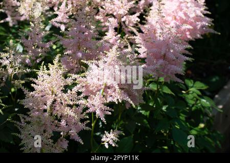 Die weiche Astilbe blüht im Tupfenschatten Stockfoto