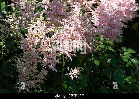 Die weiche Astilbe blüht im Tupfenschatten Stockfoto