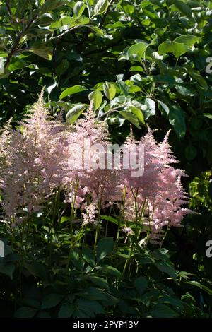 Die weiche Astilbe blüht im Tupfenschatten Stockfoto