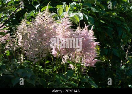 Die weiche Astilbe blüht im Tupfenschatten Stockfoto