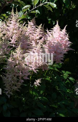 Die weiche Astilbe blüht im Tupfenschatten Stockfoto