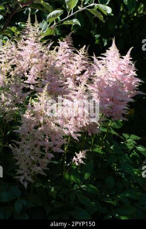 Die weiche Astilbe blüht im Tupfenschatten Stockfoto