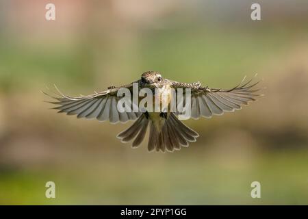 Weibliches europäisches Stonechat (Saxicola rubicola) fliegt in meine Richtung, was dazu führte, dass ich 1 meiner preisgekrönten Glückstreffer bekam. Stockfoto